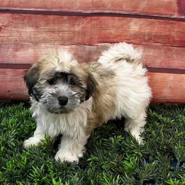 Coton De Tulear-DOG-Male-Gray / White-11075-Petland Robinson, Pittsburgh, PA