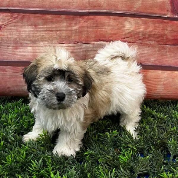 Coton De Tulear-DOG-Male-Gray / White-11075-Petland Robinson, PA