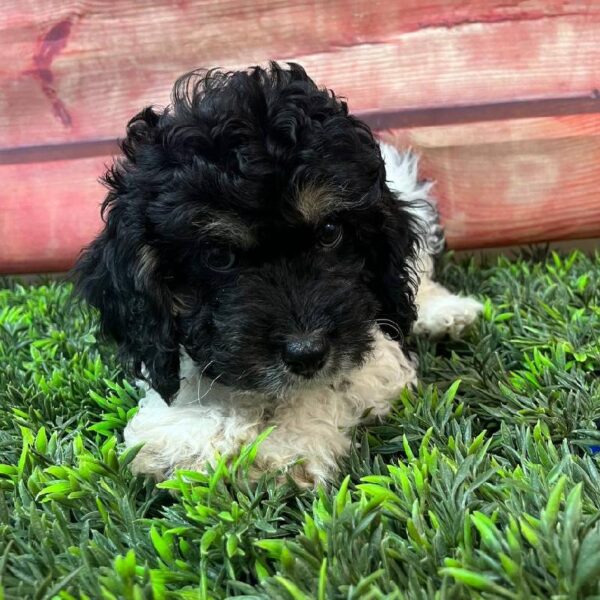 Cockapoo-DOG-Female-Black-11074-Petland Robinson, PA