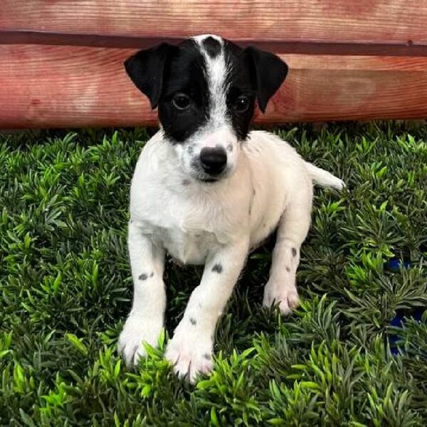Jack Russell Terrier-DOG-Male-Black Tan / White-11069-Petland Robinson, Pittsburgh, PA