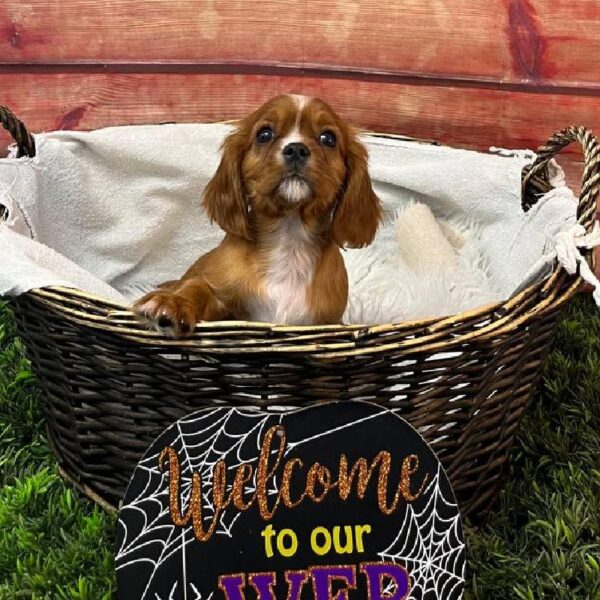 Cavalier King Charles Spaniel-DOG-Male-Ruby-11076-Petland Robinson, Pittsburgh, PA
