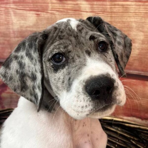 Great Dane-DOG-Male-Blue Merle / White-11072-Petland Robinson, PA