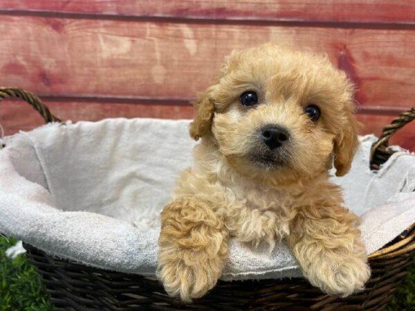 Shipoo-DOG-Female-Apricot-11085-Petland Robinson, Pittsburgh, PA