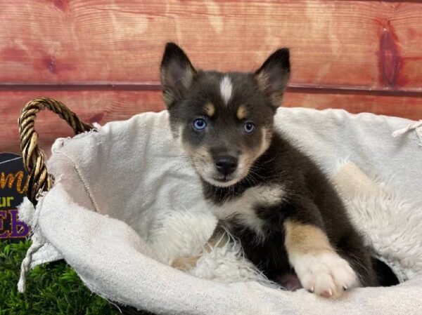 Pomsky-DOG-Male-Blue / White-11086-Petland Robinson, PA