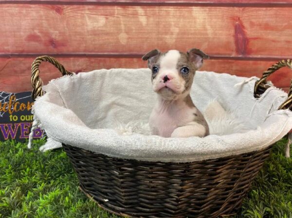 Boston Terrier-DOG-Female-Blue Merle-11088-Petland Robinson, PA