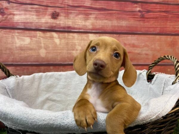 Dachshund-DOG-Male-Red-11089-Petland Robinson, PA