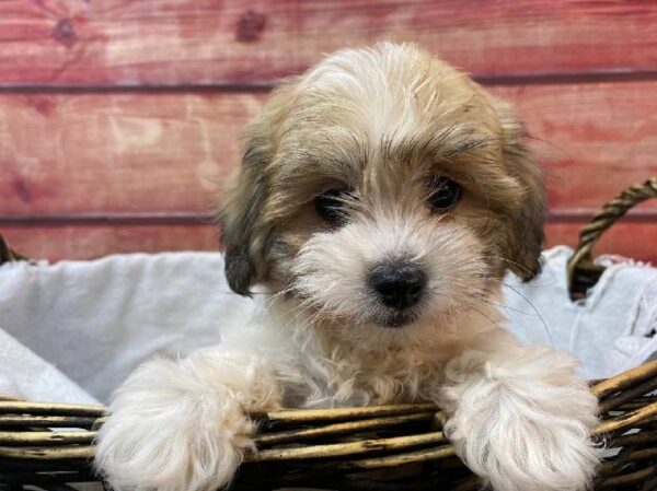 La-Chon-DOG-Female-Brown / White-11090-Petland Robinson, Pittsburgh, PA