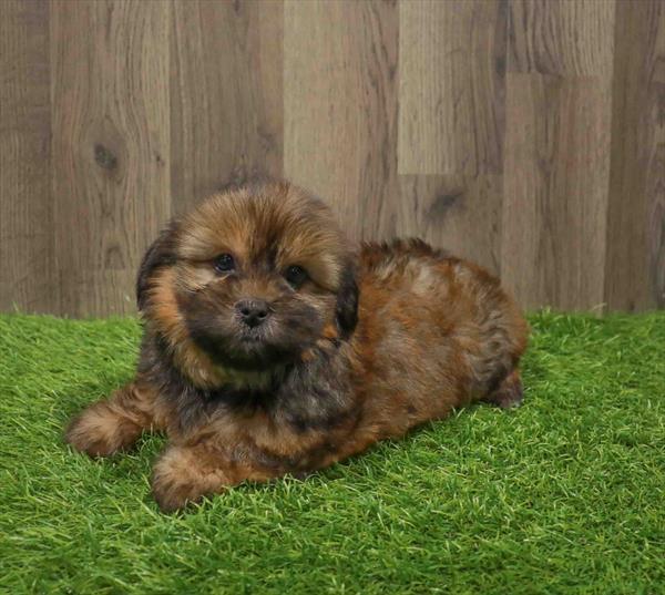 Shorkie-DOG-Male-Sable-11106-Petland Robinson, PA