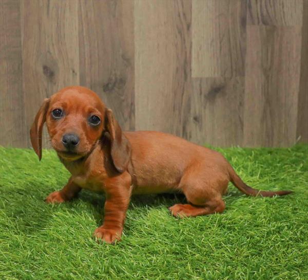 Dachshund-DOG-Female-Red-11107-Petland Robinson, Pittsburgh, PA
