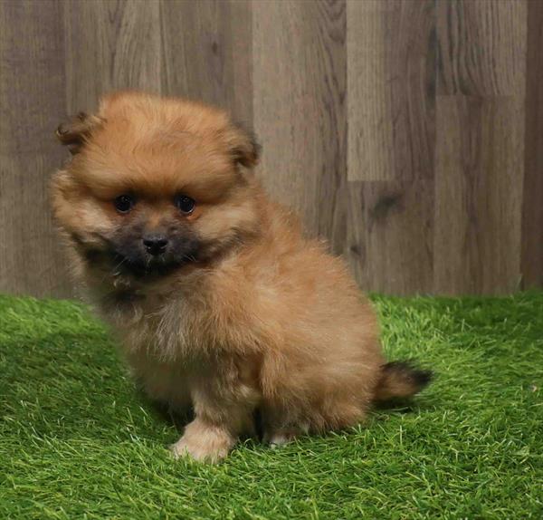 Pomeranian-DOG-Male-Orange Sable-11108-Petland Robinson, PA