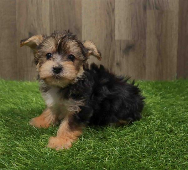 Morkie-DOG-Male-Black / Tan-11109-Petland Robinson, PA