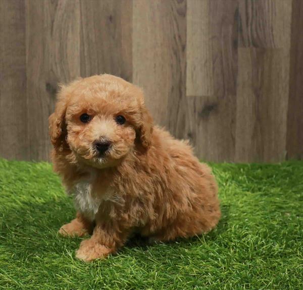 Maltipoo-DOG-Female-Apricot-11110-Petland Robinson, PA