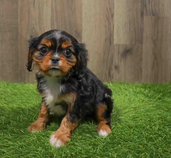 Cavalier King Charles Spaniel-DOG-Female-Black / Tan-11111-Petland Robinson, Pittsburgh, PA