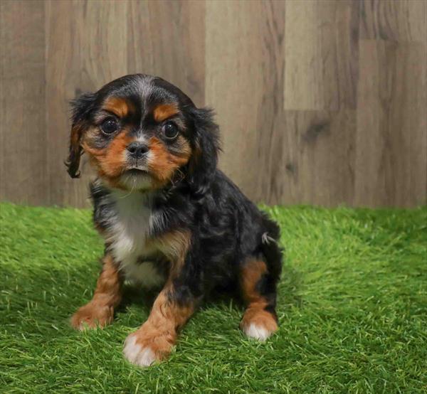 Cavalier King Charles Spaniel-DOG-Female-Black / Tan-11111-Petland Robinson, PA