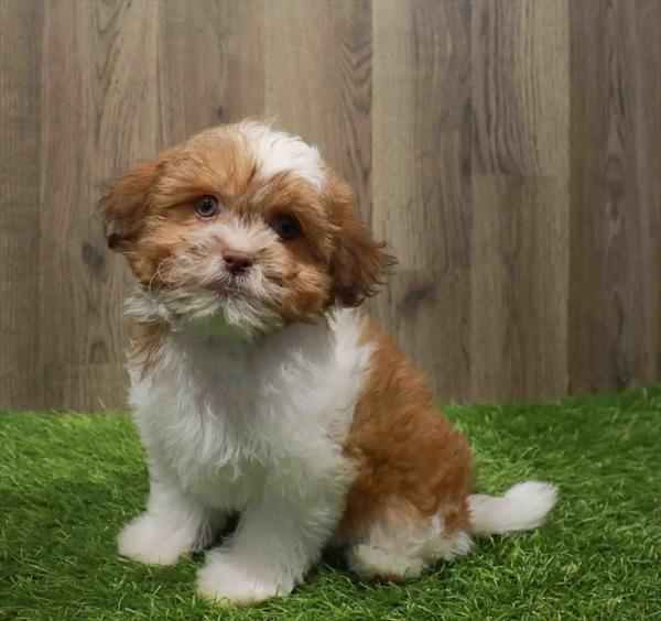 Teddy Bear-DOG-Female-Brown / White-11112-Petland Robinson, Pittsburgh, PA