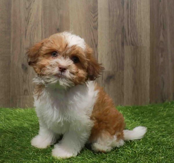 Teddy Bear-DOG-Female-Brown / White-11112-Petland Robinson, PA