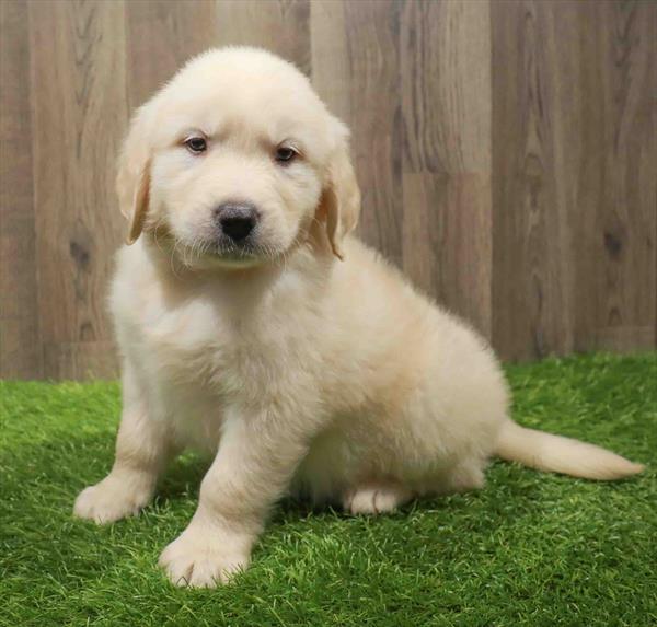 Golden Retriever-DOG-Male-Golden-11113-Petland Robinson, PA