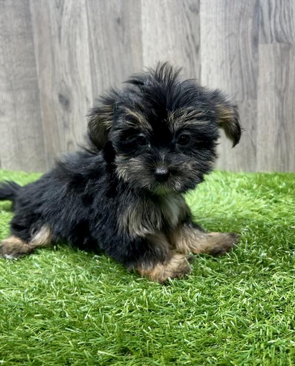 Shorkie-DOG-Female-Black / Tan-11114-Petland Robinson, PA