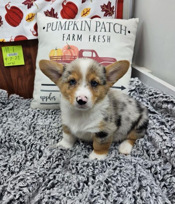 American Corgi-DOG-Male-Blue Merle-11115-Petland Robinson, Pittsburgh, PA