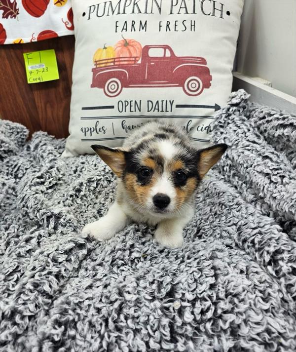 American Corgi-DOG-Female-Blue Merle-11116-Petland Robinson, Pittsburgh, PA