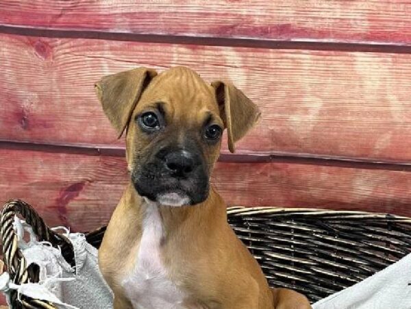 Boxer-DOG-Male-Fawn-11091-Petland Robinson, Pittsburgh, PA