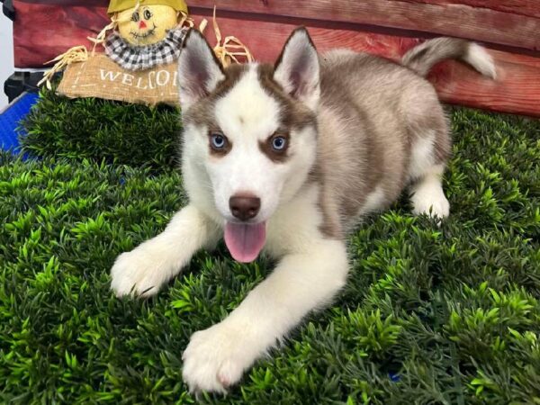 Siberian Husky-DOG-Female-Red and White-11092-Petland Robinson, PA