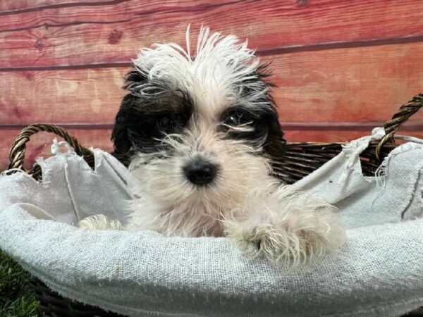 Yorkie-Poo-DOG-Female-Black and White-11094-Petland Robinson, PA