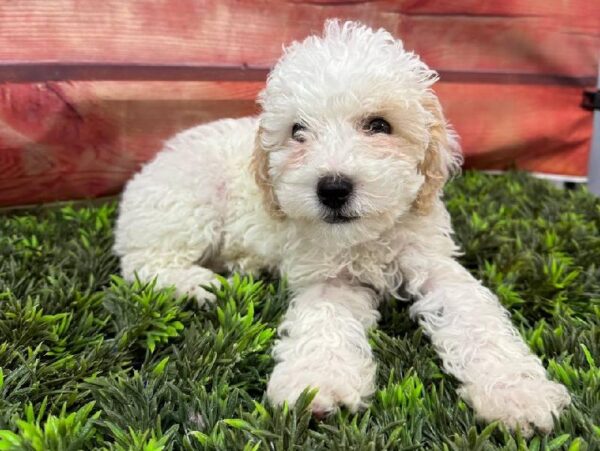 Cavapoo-DOG-Female-White-11093-Petland Robinson, Pittsburgh, PA