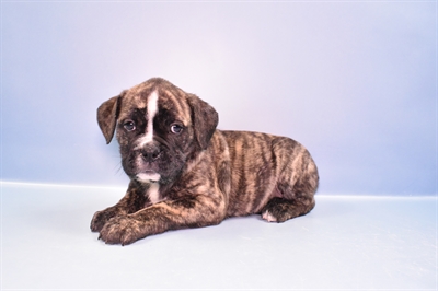 Old English Bulldog-DOG-Female-Fawn Brindle and White-11117-Petland Robinson, PA