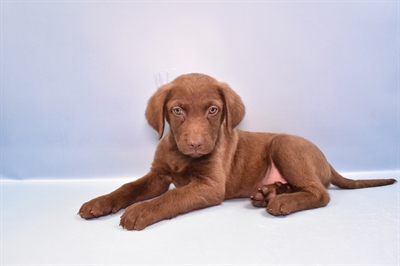 Chesapeake Bay Retriever-DOG-Male-Brown-11118-Petland Robinson, Pittsburgh, PA