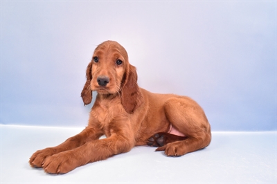 Irish Setter-DOG-Female-Red-11119-Petland Robinson, PA