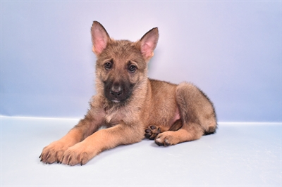 German Shepherd-DOG-Male-Sable-11121-Petland Robinson, PA