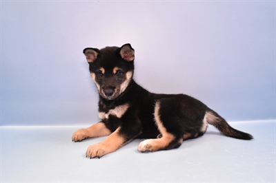 Shiba Inu-DOG-Male-Black and Tan-11122-Petland Robinson, PA