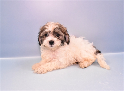 Teddy Bear-DOG-Male-Gold and White-11123-Petland Robinson, PA