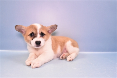 Pembroke Welsh Corgi-DOG-Female-Sable-11124-Petland Robinson, PA