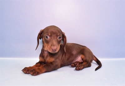 Dachshund-DOG-Female-Chocolate and Tan-11125-Petland Robinson, Pittsburgh, PA