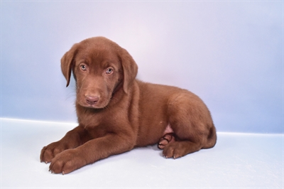 Labrador Retriever-DOG-Female-Chocolate-11126-Petland Robinson, PA