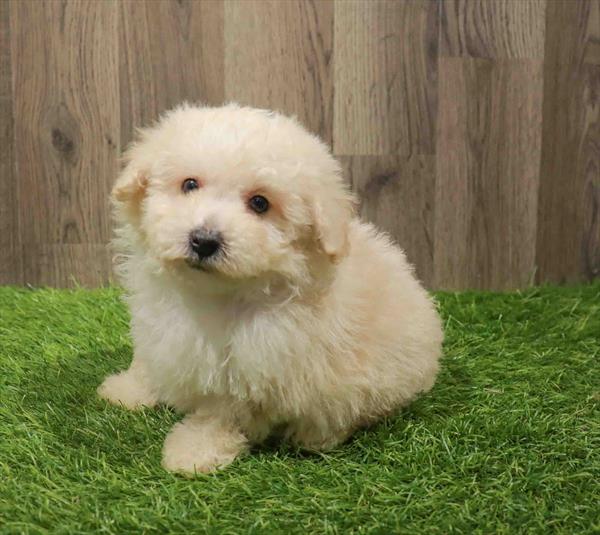 Bichon- Poo-DOG-Male-Cream-11154-Petland Robinson, PA