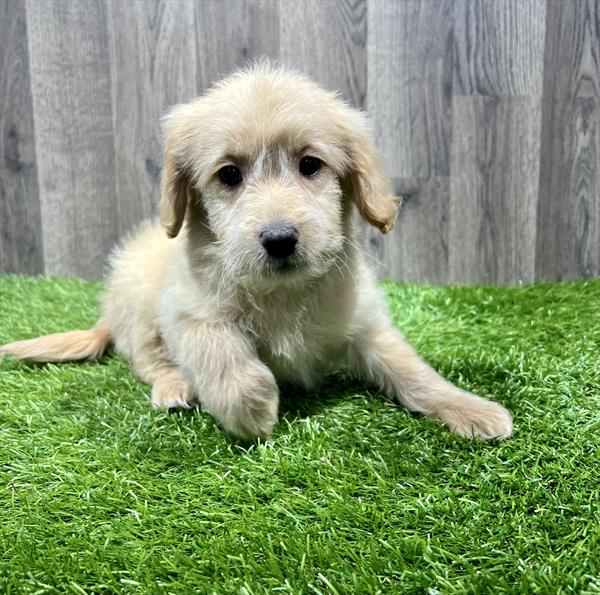 Mini Goldendoodle-DOG-Female-Golden-11155-Petland Robinson, PA