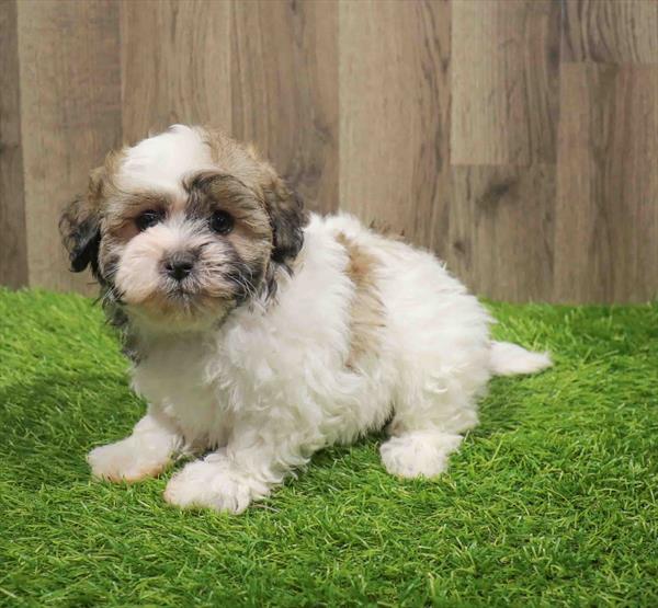 Shipoo-DOG-Female-Sable / White-11156-Petland Robinson, Pittsburgh, PA