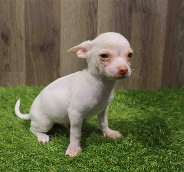 Chihuahua-DOG-Male-White-11157-Petland Robinson, PA