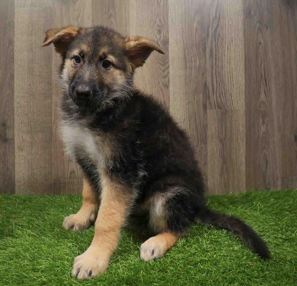 German Shepherd-DOG-Female-Black / Tan-11158-Petland Robinson, PA