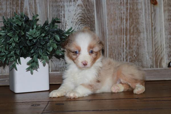 Australian Shepherd-DOG-Female-Red Merle-11162-Petland Robinson, PA