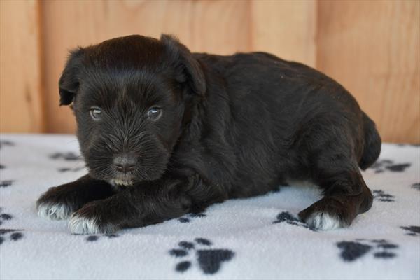 Mini Schnauzer-DOG-Female-Chocolate-11163-Petland Robinson, PA