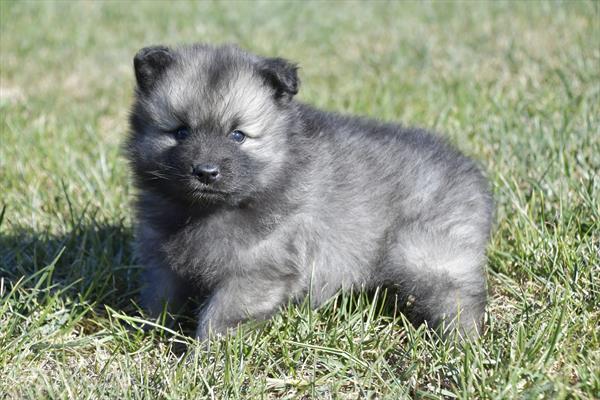 Keeshond-DOG-Female-Black / Silver-11164-Petland Robinson, Pittsburgh, PA