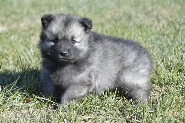 Keeshond-DOG-Female-Black / Silver-11164-Petland Robinson, PA