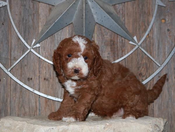 Mini Goldendoodle 2nd Gen.-DOG-Male-Dark Red-11165-Petland Robinson, PA