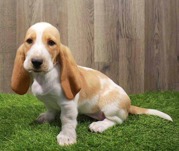 Basset Hound-DOG-Female-Lemon / White-11180-Petland Robinson, Pittsburgh, PA
