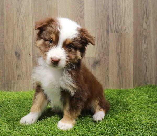 Australian Shepherd-DOG-Male-Red-11181-Petland Robinson, Pittsburgh, PA