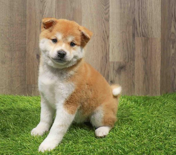 Shiba Inu-DOG-Female-Red-11182-Petland Robinson, PA